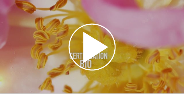 Plantes aromatiques