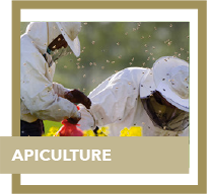 apiculture