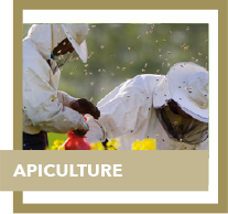 apiculture