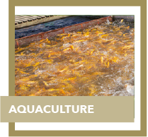 aquaculture