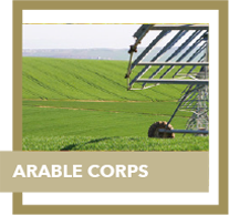 arable corps