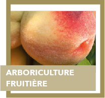 arboriculture fruitiere