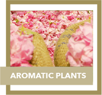 aromatic plants