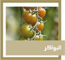 البواكر