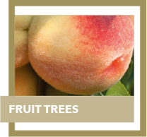 fruit trees