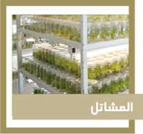 المشاتل