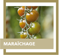 maraichage