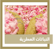 النباتات العطرية