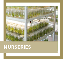 nurseries