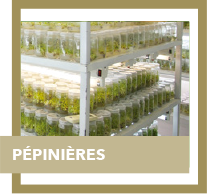 pepinieres