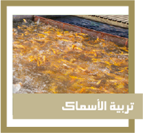 تربية الأسماك