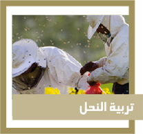 تربية النحل